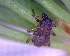  ( - BIOUG07985-F02)  @12 [ ] CreativeCommons - Attribution (2011) M. Alex Smith Centre for Biodiversity Genomics