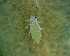 (Illinoia - BIOUG07985-G02)  @14 [ ] CreativeCommons - Attribution (2011) M. Alex Smith Centre for Biodiversity Genomics