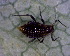  ( - BIOUG07986-A07)  @13 [ ] CreativeCommons - Attribution (2011) M. Alex Smith Centre for Biodiversity Genomics