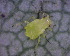  ( - BIOUG07986-B02)  @12 [ ] CreativeCommons - Attribution (2011) M. Alex Smith Centre for Biodiversity Genomics