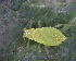 ( - BIOUG07986-B10)  @12 [ ] CreativeCommons - Attribution (2011) M. Alex Smith Centre for Biodiversity Genomics