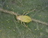  ( - BIOUG07986-C12)  @11 [ ] CreativeCommons - Attribution (2011) M. Alex Smith Centre for Biodiversity Genomics