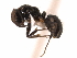  (Camponotus MAS002 - 08COSTA-0777)  @13 [ ] Unspecified (default): All Rights Reserved  Unspecified Unspecified