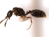  (Solenopsis MAS008 - 08COSTA-0930)  @13 [ ] Unspecified (default): All Rights Reserved  Unspecified Unspecified