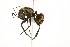  ( - 08COSTA-1051)  @11 [ ] CreativeCommons - Attribution (2010) Unspecified Centre for Biodiversity Genomics