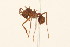 (Atta MAS001 - 08COSTA-1468)  @11 [ ] CreativeCommons - Attribution (2010) Unspecified Centre for Biodiversity Genomics