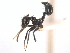  (Crematogaster nigropilosa - 08COSTA-1660)  @14 [ ] Unspecified (default): All Rights Reserved  Unspecified Unspecified