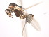  (Camponotus MAS027 - 08COSTA-2110)  @13 [ ] Unspecified (default): All Rights Reserved  Unspecified Unspecified