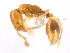  (Solenopsis MAS007 - 08COSTA-2134)  @14 [ ] Unspecified (default): All Rights Reserved  Unspecified Unspecified