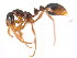  (Megalomyrmex MAS001 - 08COSTA-2264)  @14 [ ] Unspecified (default): All Rights Reserved  Unspecified Unspecified