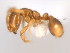  (Solenopsis MAS020 - 08COSTA-2307)  @13 [ ] Unspecified (default): All Rights Reserved  Unspecified Unspecified