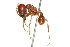  (Labidus praedator - 08COSTA-2399)  @14 [ ] Unspecified (default): All Rights Reserved  Unspecified Unspecified