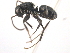 (Camponotus excisus - 10COSTA-0211)  @14 [ ] Unspecified (default): All Rights Reserved  Unspecified Unspecified