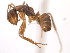  (Camponotus MAS028 - 10COSTA-0385)  @12 [ ] Unspecified (default): All Rights Reserved  Unspecified Unspecified