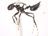  (Crematogaster MAS004 - 10COSTA-0772)  @13 [ ] Unspecified (default): All Rights Reserved  Unspecified Unspecified