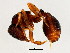  (Octostruma MAS001 - 10COSTA-0269)  @14 [ ] CreativeCommons - Attribution (2012) CBG Photography Group Centre for Biodiversity Genomics