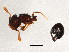  (Adelomyrmex silvestrii - 10COSTA-0037)  @12 [ ] CreativeCommons - Attribution (2012) CBG Photography Group Centre for Biodiversity Genomics