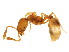  (Solenopsis MAS031 - 10COSTA-0424)  @14 [ ] CreativeCommons - Attribution (2012) CBG Photography Group Centre for Biodiversity Genomics