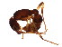  ( - 10COSTA-0480)  @13 [ ] CreativeCommons - Attribution (2012) CBG Photography Group Centre for Biodiversity Genomics