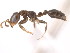  (Pseudomyrmex elongatus - 10COSTA-0931)  @15 [ ] Unspecified (default): All Rights Reserved  Unspecified Unspecified