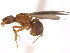  (Cyphomyrmex rimosus - 10COSTA-0954)  @14 [ ] Unspecified (default): All Rights Reserved  Unspecified Unspecified