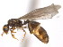  (Solenopsis MAS025 - 10COSTA-1126)  @14 [ ] Unspecified (default): All Rights Reserved  Unspecified Unspecified