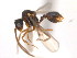  (Strumigenys borgmeieri - 10COSTA-1161)  @14 [ ] Unspecified (default): All Rights Reserved  Unspecified Unspecified