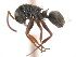  (Camponotus MAS026 - 10COSTA-1221)  @14 [ ] Unspecified (default): All Rights Reserved  Unspecified Unspecified