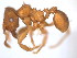  (Mycocepurus - 10COSTA-1328)  @14 [ ] Unspecified (default): All Rights Reserved  Unspecified Unspecified