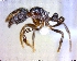  (Adelomyrmex laevigatus - BIOUG00401-G06)  @14 [ ] CreativeCommons - Attribution (2011) M. Alex Smith Centre for Biodiversity Genomics