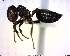  (Crematogaster MAS005 - BIOUG00814-H02)  @13 [ ] CreativeCommons - Attribution (2011) M. Alex Smith Centre for Biodiversity Genomics