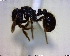  (Adelomyrmex MAS002 - BIOUG01154-D03)  @14 [ ] CreativeCommons - Attribution (2011) M. Alex Smith Centre for Biodiversity Genomics