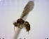  (Solenopsis MAS032 - BIOUG01263-A09)  @13 [ ] CreativeCommons - Attribution (2011) M. Alex Smith Centre for Biodiversity Genomics
