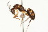  (Camponotus albicoxis - 08COSTA-0121)  @15 [ ] Unspecified (default): All Rights Reserved  Unspecified Unspecified