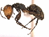 (Camponotus MAS017 - 08COSTA-0122)  @15 [ ] Unspecified (default): All Rights Reserved  Unspecified Unspecified