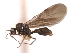  (Solenopsis MAS001 - 08COSTA-0151)  @13 [ ] Unspecified (default): All Rights Reserved  Unspecified Unspecified
