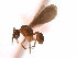  (Cyphomyrmex MAS003 - 08COSTA-0213)  @12 [ ] Unspecified (default): All Rights Reserved  Unspecified Unspecified