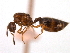  (Crematogaster MAS003 - 08COSTA-0264)  @14 [ ] Unspecified (default): All Rights Reserved  Unspecified Unspecified