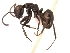  (Camponotus MAS016 - 08COSTA-0291)  @15 [ ] Unspecified (default): All Rights Reserved  Unspecified Unspecified