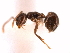  (Brachymyrmex MAS002 - 08COSTA-0302)  @14 [ ] Unspecified (default): All Rights Reserved  Unspecified Unspecified