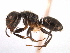  (Camponotus MAS020 - 08COSTA-0334)  @15 [ ] Unspecified (default): All Rights Reserved  Unspecified Unspecified
