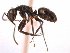  (Camponotus MAS019 - 08COSTA-0412)  @11 [ ] Unspecified (default): All Rights Reserved  Unspecified Unspecified