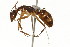  (Camponotus MAS001 - 08COSTA-0419)  @14 [ ] Unspecified (default): All Rights Reserved  Unspecified Unspecified
