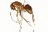  (Camponotus MAS003 - 08COSTA-0436)  @14 [ ] Unspecified (default): All Rights Reserved  Unspecified Unspecified