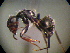  (Camponotus MAS012 - MAS451-08)  @14 [ ] Unspecified (default): All Rights Reserved  Unspecified Unspecified