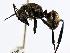  ( - MAS034-08b)  @14 [ ] CreativeCommons - Attribution (2008) Unspecified Centre for Biodiversity Genomics