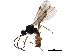  ( - DHJPAR0045937)  @11 [ ] CreativeCommons - Attribution (2018) CBG Photography Group Centre for Biodiversity Genomics