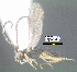  (Phanerotoma calixtomoragai - DHJPAR0045952)  @11 [ ] CreativeCommons Attribution NonCommercial ShareAlike (2021) M. J. Sharkey University of Kentucky