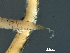  (Trophomermis Janzen1918DHJ02 - DHJPAR0046196)  @11 [ ] CreativeCommons - Attribution (2019) CBG Photography Group Centre for Biodiversity Genomics