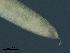  ( - DHJPAR0046202)  @11 [ ] CreativeCommons - Attribution (2019) CBG Photography Group Centre for Biodiversity Genomics